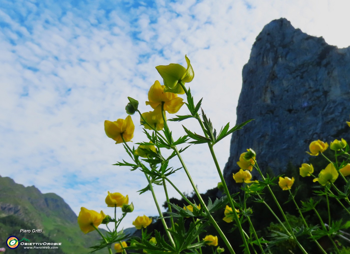 24 Trollius europaeus (Botton d'oro), con vista sul Torrione del Corno Branchino .JPG